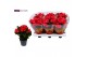 Begonia serena Begonia serena  paars 