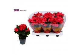 Begonia serena Begonia serena  paars
