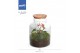 Arrangementen anthurium Jewel Orchid - Karma Matata | Garden of Karma  