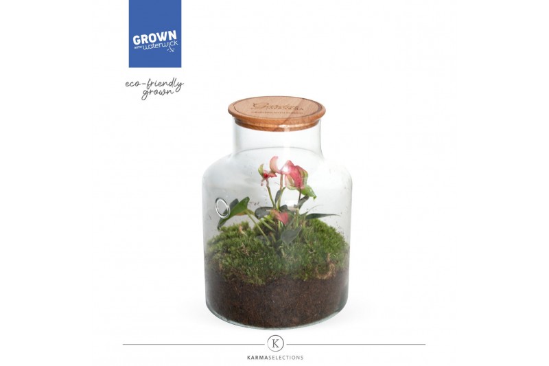 Arrangementen anthurium Jewel Orchid - Karma Matata | Garden of Karma  