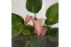 Arrangementen anthurium Jewel Orchid - Karma Matata | Garden of Karma  