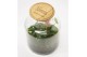 Arrangementen anthurium Jewel Orchid - Karma Matata | Garden of Karma  