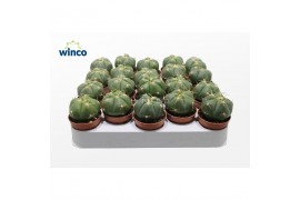 Gymnocalycium horstii