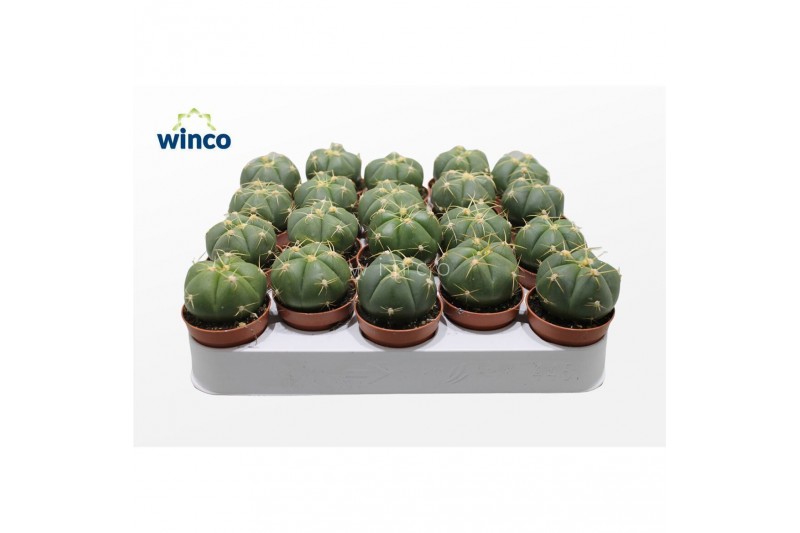 Gymnocalycium horstii 