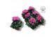 Cyclamen pers. kleinbloemig garden lichtroze 