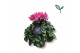 Cyclamen pers. kleinbloemig garden lichtroze 