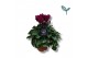 Cyclamen pers. kleinbloemig garden paars 