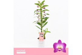 Dendrobium nobile Dendrobium Nobilé, Wonderfull 1-spike Orchid Collect