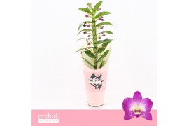 Dendrobium nobile Dendrobium Nobilé, Wonderfull 1-spike Orchid Collect