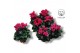 Cyclamen pers. kleinbloemig garden roze 