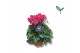Cyclamen pers. kleinbloemig garden roze 
