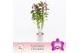 Dendrobium nobile star class akatsuki Dendrobium Nobilé, Wonderfull 2- 