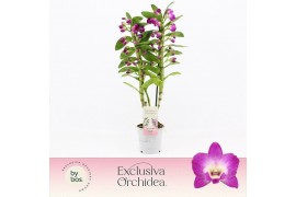 Dendrobium nobile star class akatsuki Dendrobium Nobilé, Wonderfull 2-
