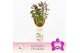 Dendrobium nobile star class akatsuki Dendrobium Nobilé, Wonderfull 2- 