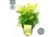 Nandina domestica magical lemon and lime 