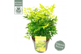 Nandina domestica magical lemon and lime