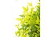 Nandina domestica magical lemon and lime 