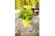 Nandina domestica magical lemon and lime 