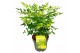 Nandina domestica magical lemon and lime 