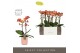 Phalaenopsis multiflora oranje Exclusivo - Eos - 2 tak - Molise Salmon 