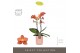 Phalaenopsis multiflora oranje Exclusivo - Eos - 2 tak - Molise Salmon 