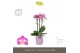 Phalaenopsis multiflora roze Exclusivo - Cupido - 3 tak - Molise Lilac 