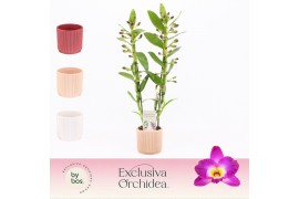Dendrobium nobile star class akatsuki 2-spike in Horizon Ribble Exclus