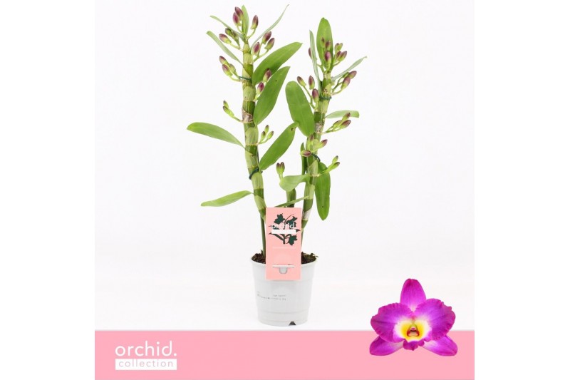 Dendrobium nobile star class akatsuki 2-spike Orchid Collection 35 bl. Dendrobium nobile star class akatsuki 2-spike Orchid Collection 35 bl.