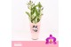 Dendrobium nobile star class akatsuki 2-spike Orchid Collection Potcov 