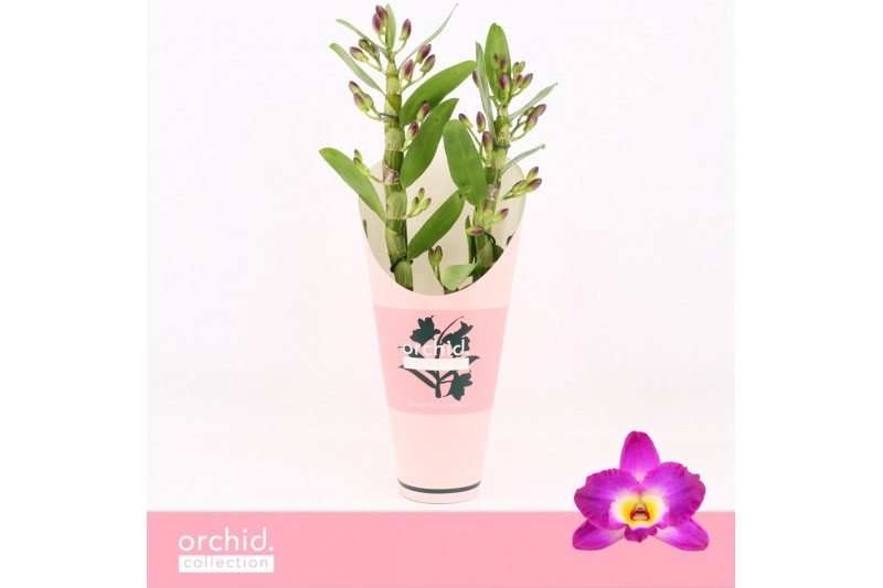 Dendrobium nobile star class akatsuki 2-spike Orchid Collection Potcov 