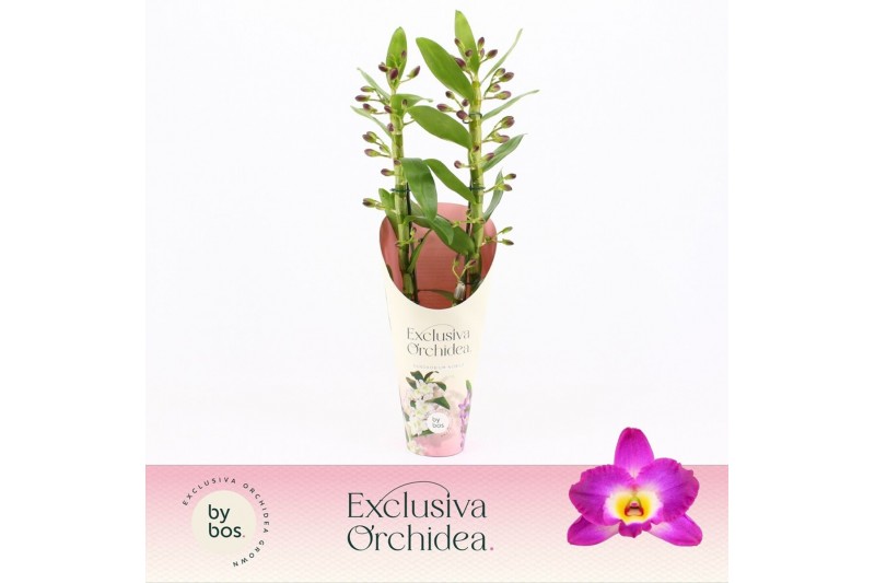 Dendrobium nobile star class akatsuki 2-spike Exclusiva Orchidea Potco Dendrobium nobile star class akatsuki 2-spike Exclusiva Orchidea Potco
