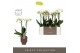 Phalaenopsis multiflora wit Optimost - Helios - 2 tak - Emilia Brown A 