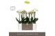 Phalaenopsis multiflora wit Optimost - Helios - 2 tak - Emilia Green A 