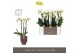 Phalaenopsis multiflora wit Optimost - Helios - 3 tak - Emilia Brown A 