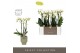 Phalaenopsis multiflora wit Optimost - Helios - 3 tak - Emilia Green A 