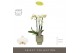 Phalaenopsis multiflora wit Optimost - Helios - 3 tak - Emilia Green A 