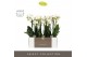 Phalaenopsis multiflora wit Optimost - Helios - 3 tak - Emilia Green A 