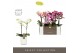 Phalaenopsis mix multiflora Optimost - Mix - 2 tak - Molise White Aquo 