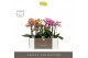 Phalaenopsis mix multiflora Optimost - Mix - 2 tak - Molise White Aquo 