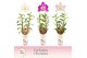 Dendrobium nobile mix 2-spike Exclusiva Orchidea Potcover 50 bl. 