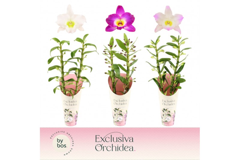 Dendrobium nobile mix 2-spike Exclusiva Orchidea Potcover 50 bl. Dendrobium nobile mix 2-spike Exclusiva Orchidea Potcover 50 bl.