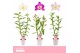 Dendrobium nobile mix 2-spike Orchid Collection 45 bl. 