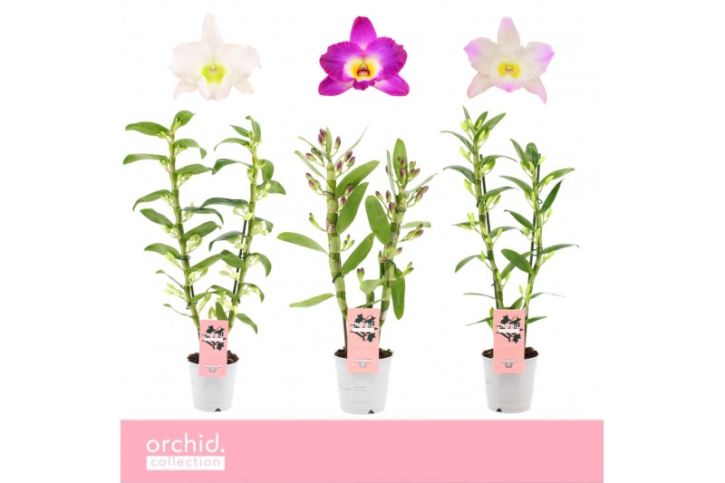 Dendrobium nobile mix 2-spike Orchid Collection 45 bl. Dendrobium nobile mix 2-spike Orchid Collection 45 bl.