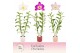 Dendrobium nobile mix 2-spike in Horizon Ribble Exclusiva Orchidea 50  