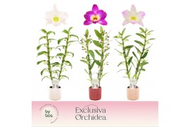 Dendrobium nobile mix 2-spike in Horizon Ribble Exclusiva Orchidea 50 
