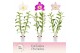 Dendrobium nobile mix Exclusiva Orchidea - 2 tak, 50+ 