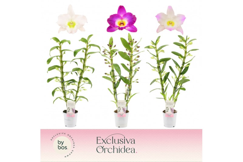 Dendrobium nobile mix Exclusiva Orchidea - 2 tak, 50+ Dendrobium nobile mix Exclusiva Orchidea - 2 tak, 50+