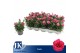 Dianthus oscar purple wings 