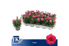 Dianthus oscar purple wings