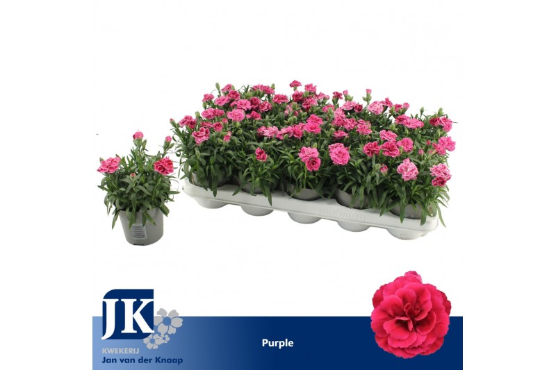 Dianthus oscar purple wings 